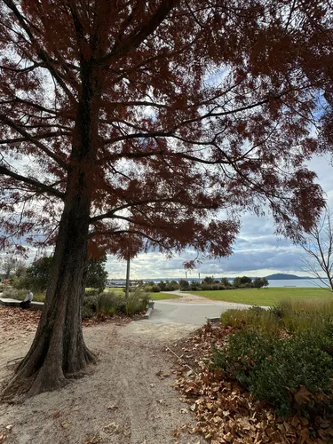 Dawn Redwood — photo by Chris Moody