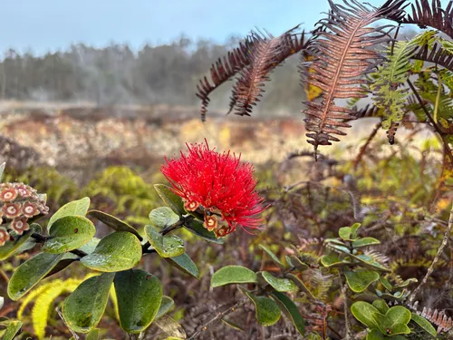 'ohi'a Lehua — photo by Emily