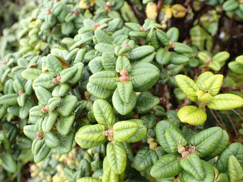 Lehua Papa
