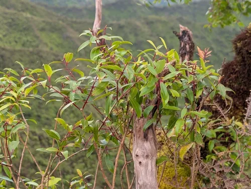 Lehua 'ahihi