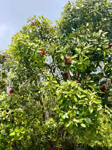 Kauai Bottlebrush