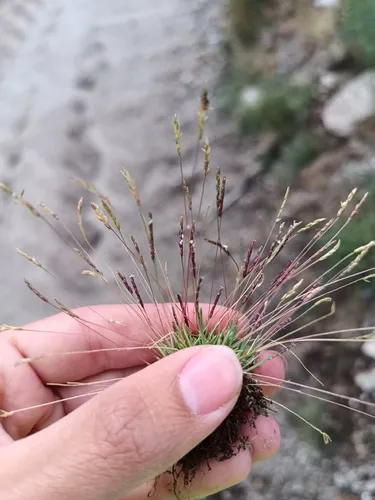 Early Sandgrass — photo by Sf
