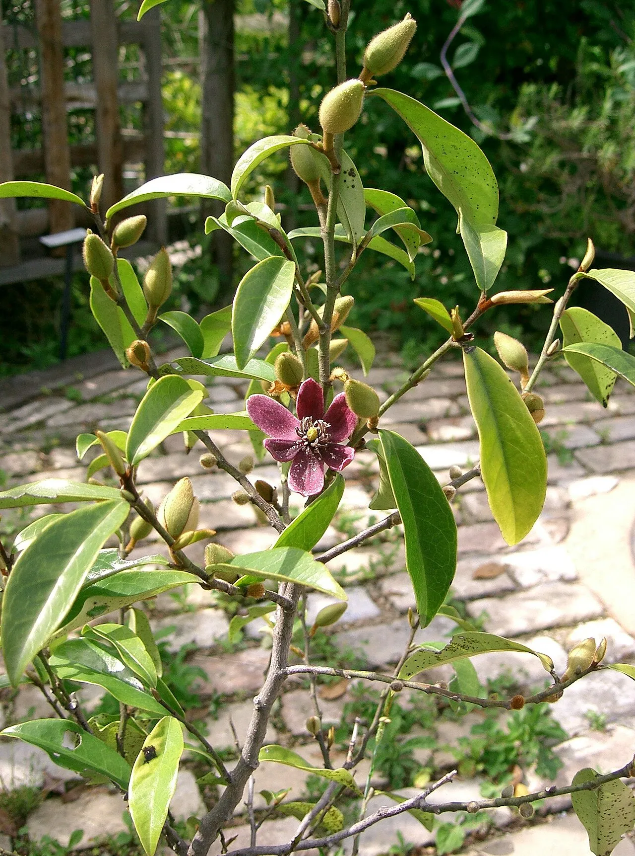 Banana Shrub — photo by KENPEI
