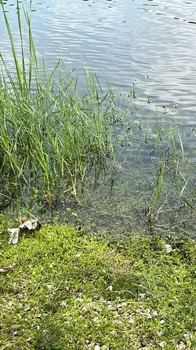 Manatee Mudflower