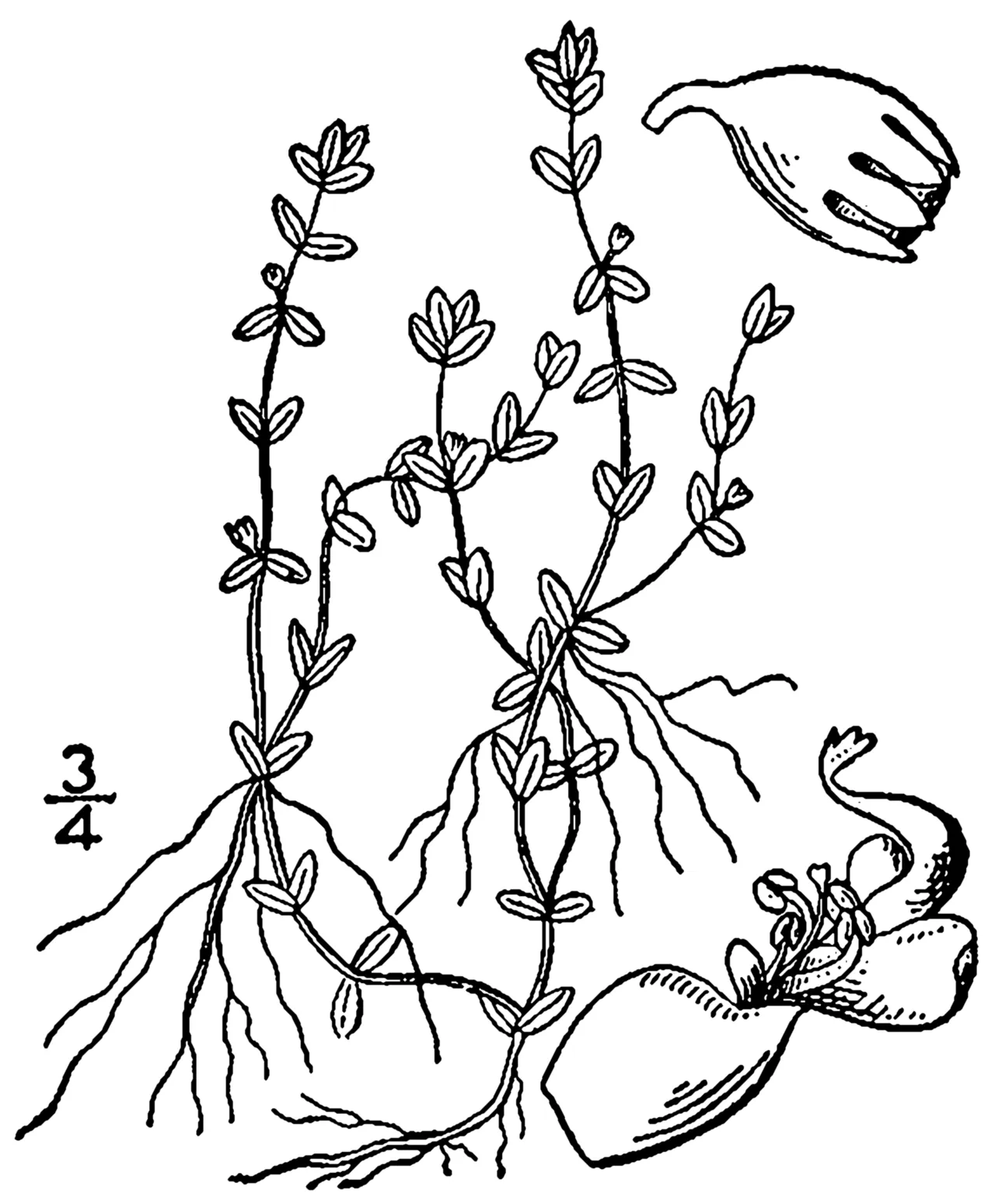 Nuttall's Mudflower — photo by Britton, N.L., and A. Brown. 1913. An illustrated flora of the northern Unite…