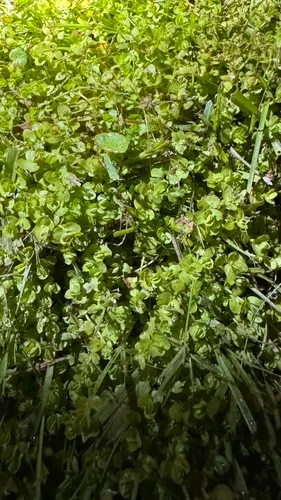 Shade Mudflower