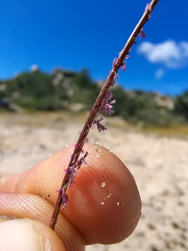 Kunth's Smallgrass — photo by Abraham Sánchez Romero