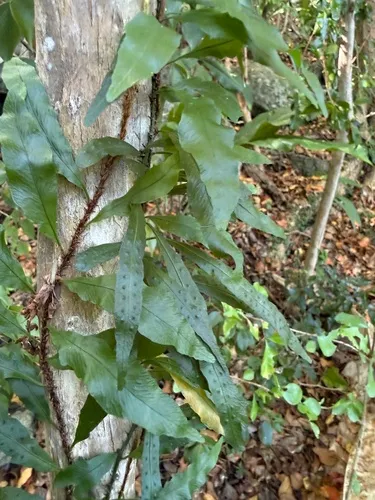 Clinging Snakefern