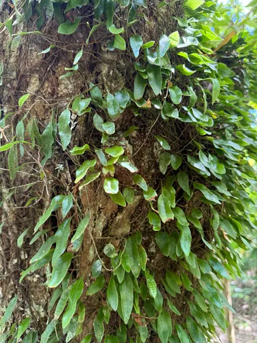Hairy Snakefern