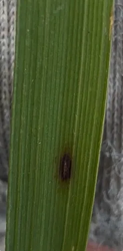 Weeping Grass — photo by SBERRY