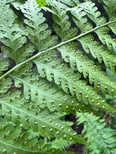 Limpleaf Fern — photo by Susan Fawcett