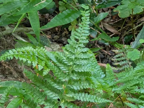 Palapalai