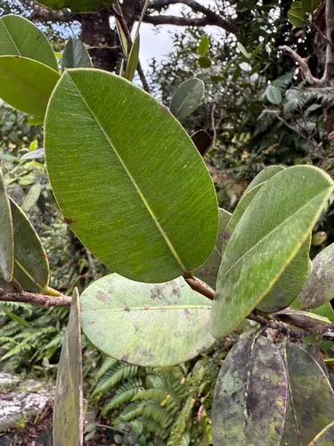 Caimitillo Verde