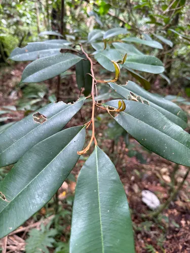 Wild Balata — photo by Omar Monzon Carmona