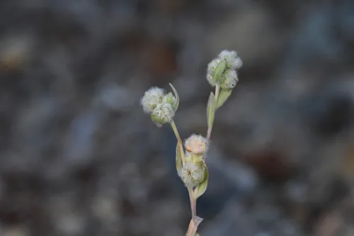 Mt. Diablo Cottonseed — photo by Trevor Van Loon