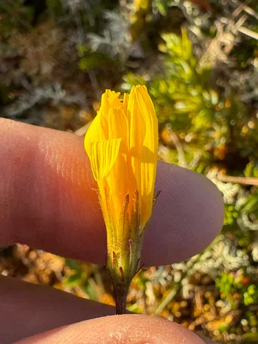 Northern Microseris — photo by Taylor Justason