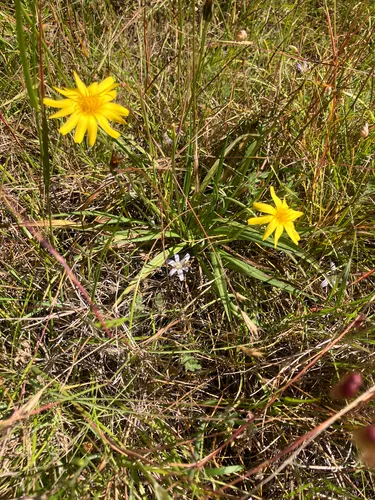 Marsh Silverpuffs — photo by vivienneo