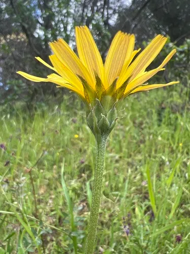 Sylvan Scorzonella — photo by Susan Fawcett