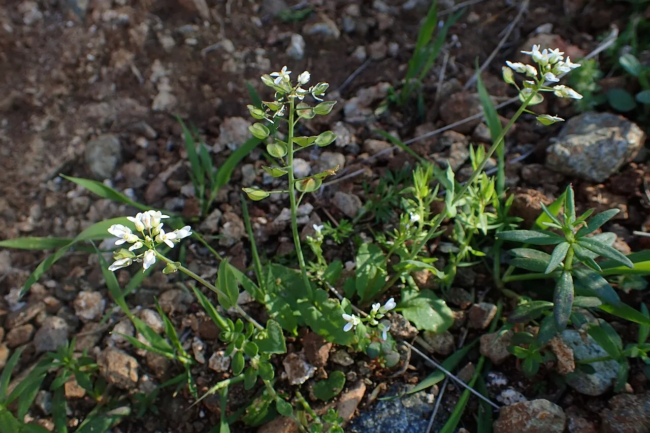 Claspleaf Pennycress — photo by Krzysztof Ziarnek, Kenraiz