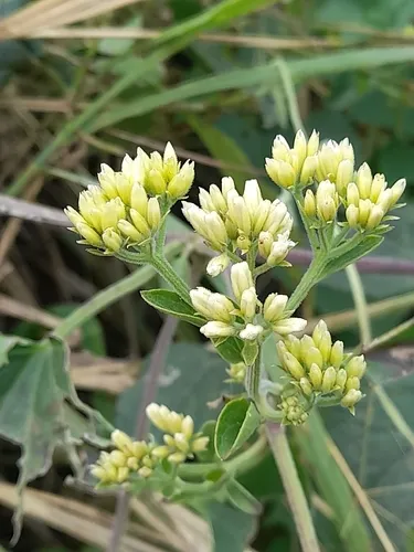 Florida Keys Hempvine