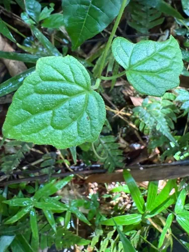 Fragile Hempvine