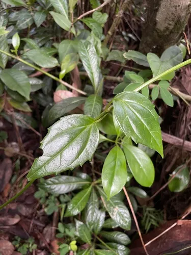 Luquillo Mountain Hempvine — photo by Steve Maldonado Silvestrini
