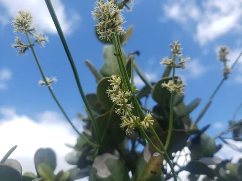 Puerto Rico Hempvine — photo by Octavio Rivera Hernández