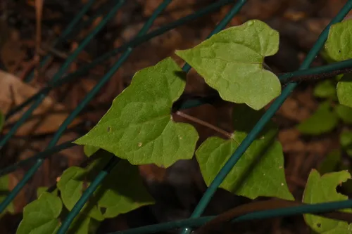 Climbing Hempvine