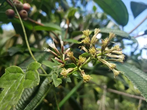 Maricao River Hempvine