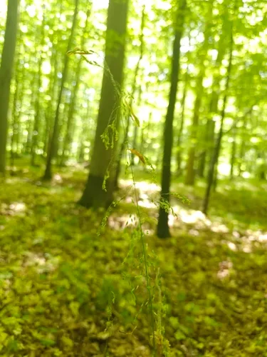 American Milletgrass