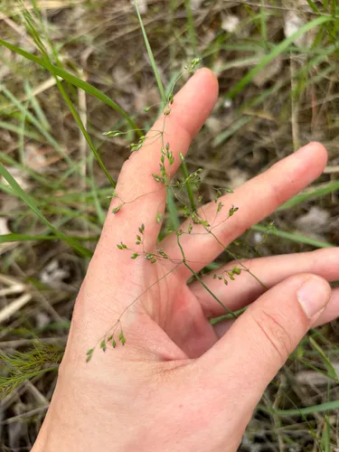 Spring Milletgrass — photo by anton_abushin