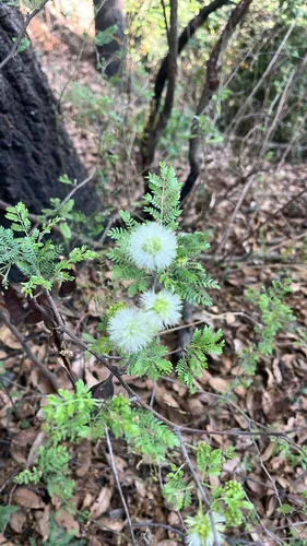 Catclaw Mimosa