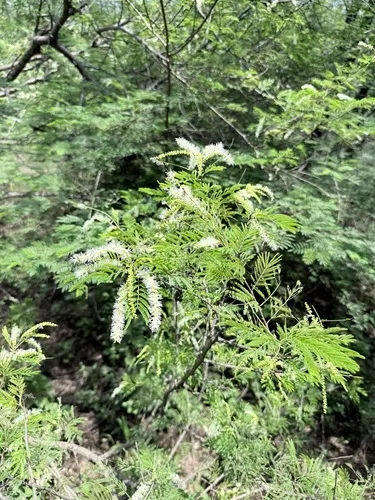Elegant Mimosa — photo by DAVILA REYES DANIEL