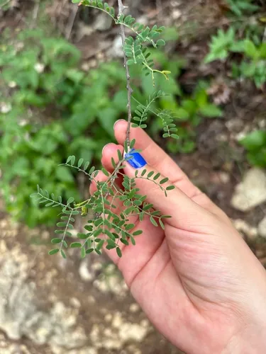 Fragrant Mimosa