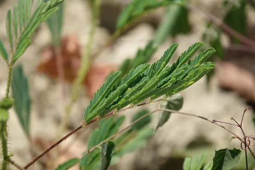 Giant False Sensitive Plant — photo by 方伊琳(阿鈣)