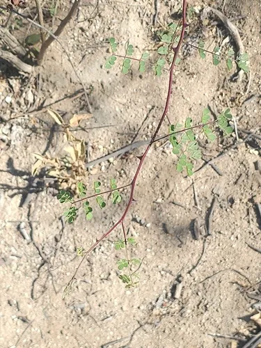 Mexican Mimosa — photo by Erick Vélez Sánchez