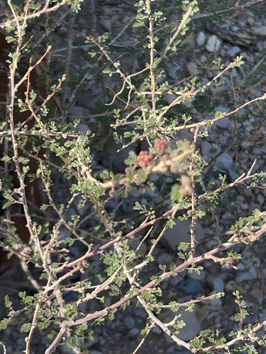 Emory's Mimosa