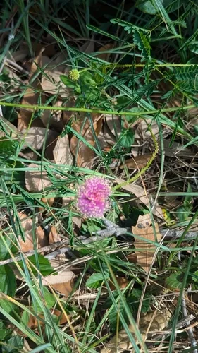 Porcupine Mimosa — photo by Russell C