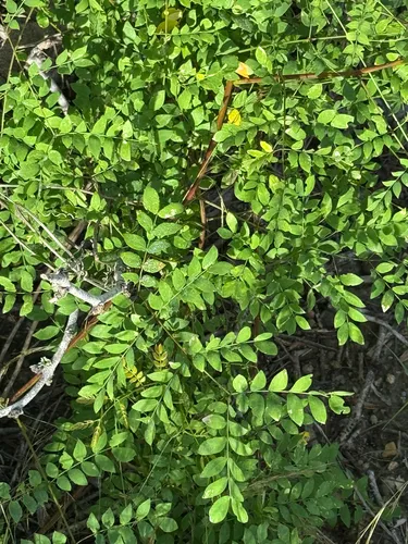 Softleaf Mimosa — photo by Chet Burrier