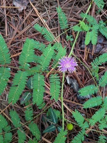 Littleleaf Sensitive-briar — photo by Matt Yeates