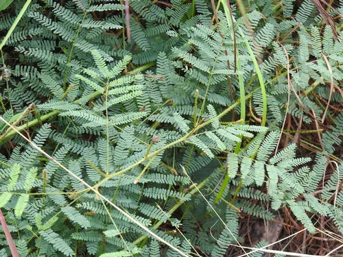 Nuttall's Sensitive-briar — photo by saltyhiker