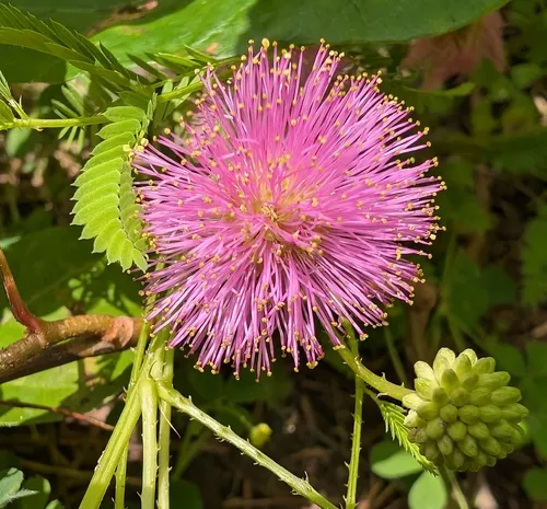 Fourvalve Mimosa
