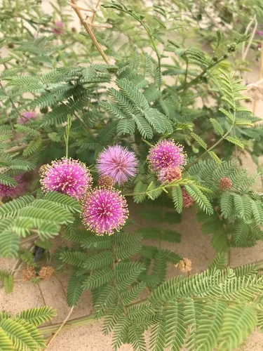 Eastern Sensitive Plant