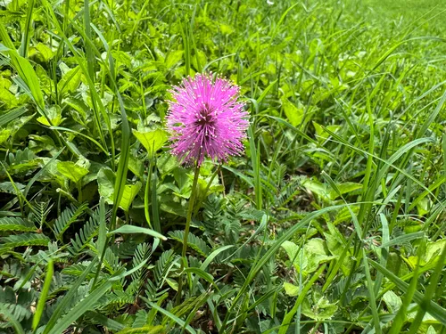 Powderpuff — photo by helloborrello