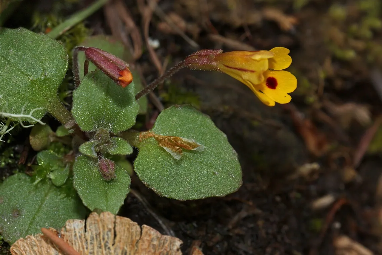 Wingstem Monkeyflower — photo by Walter Siegmund (talk)
