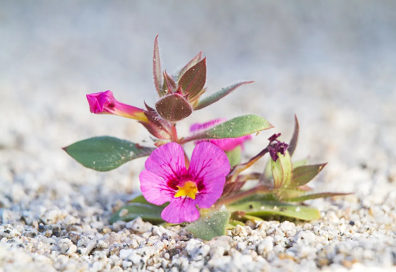 Bigelow's Monkeyflower