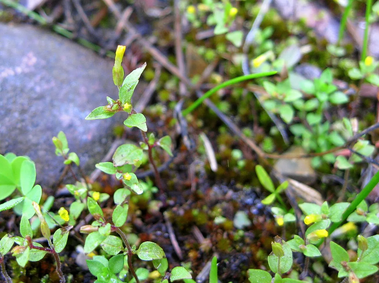 Shortflower Monkeyflower — photo by Forest Service Northern Region from Missoula, MT, USA