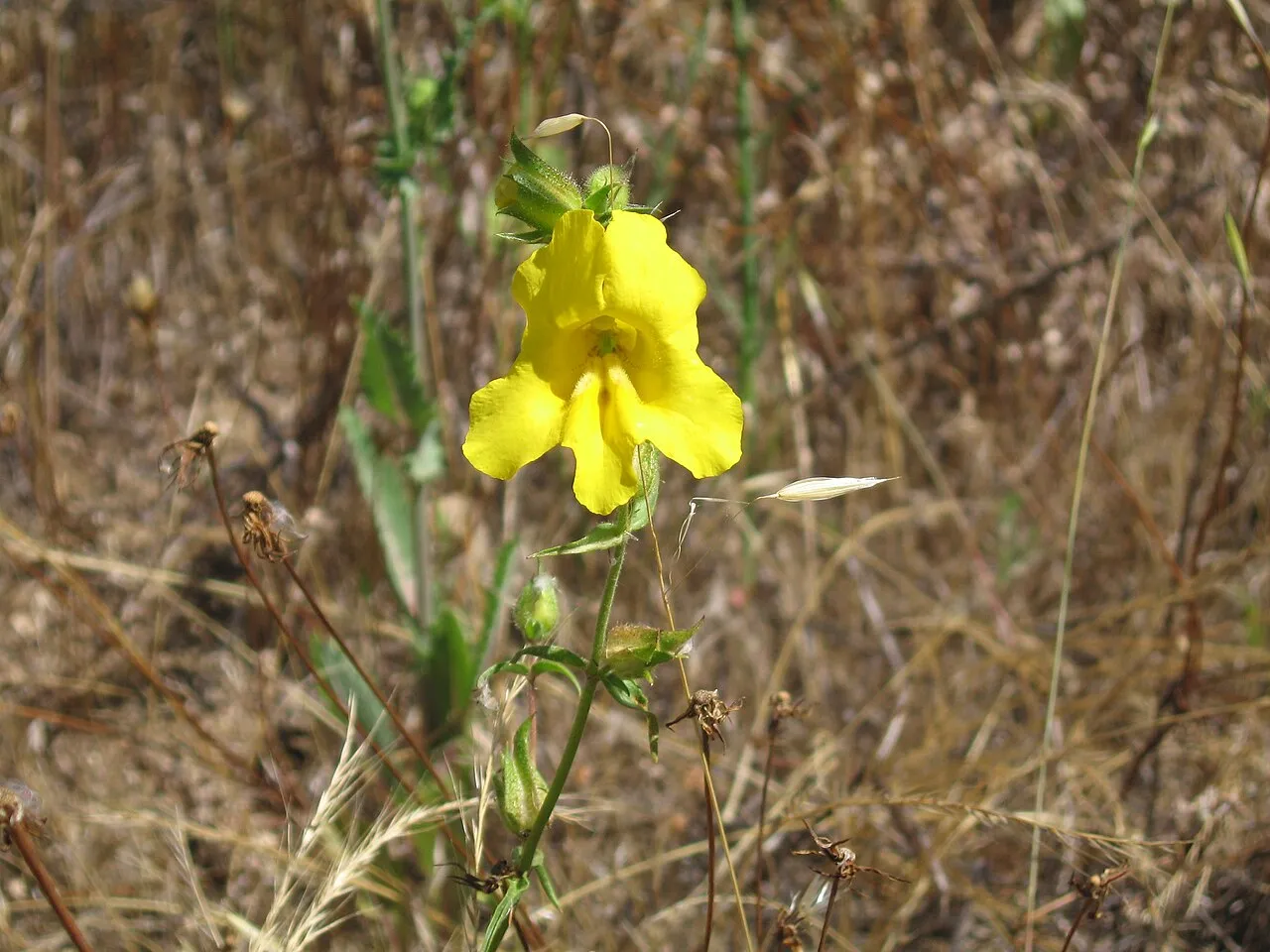 Widethroat Yellow Monkeyflower — photo by Wikimedia Commons
