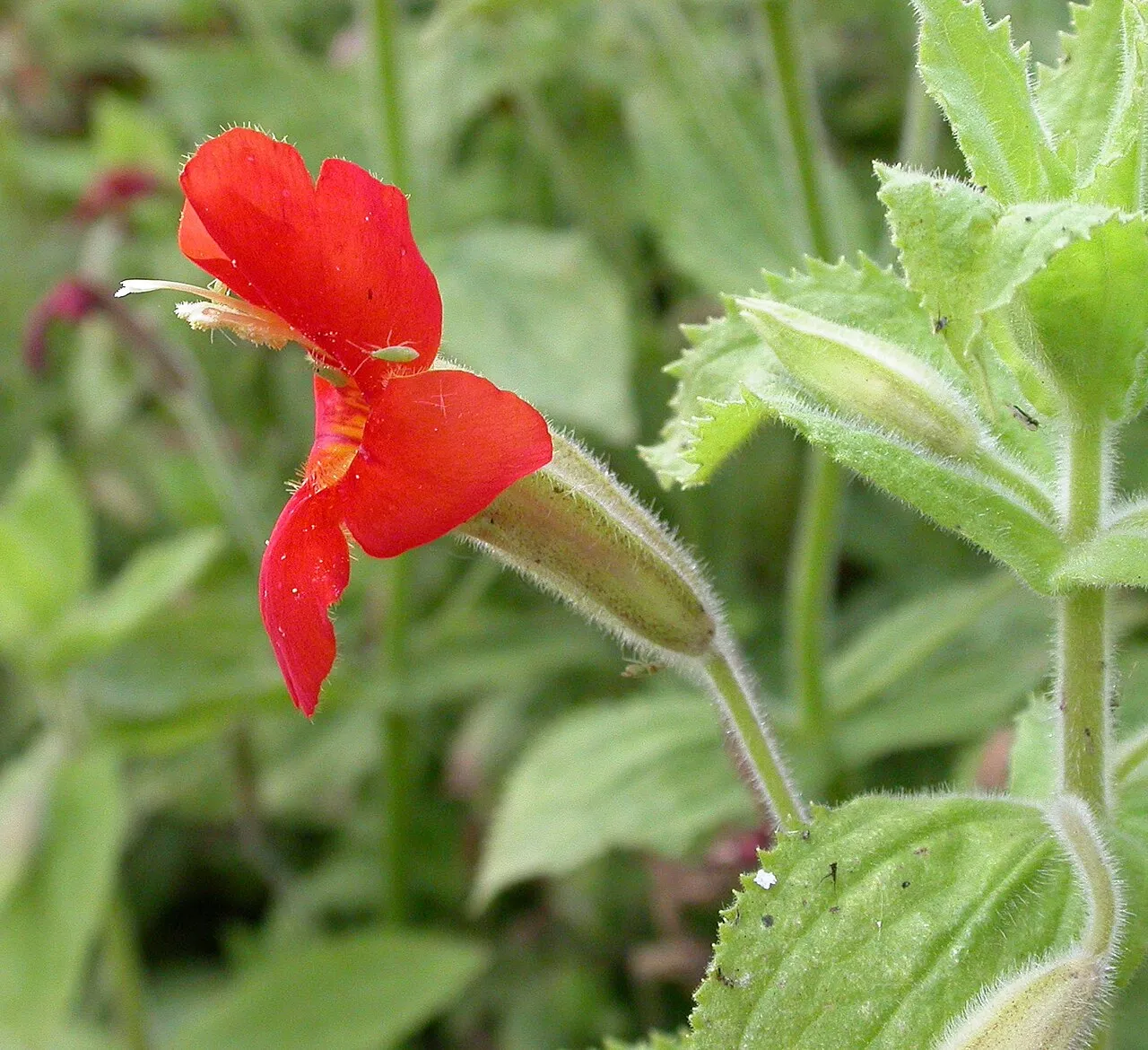 Scarlet Monkeyflower — photo by Wikimedia Commons