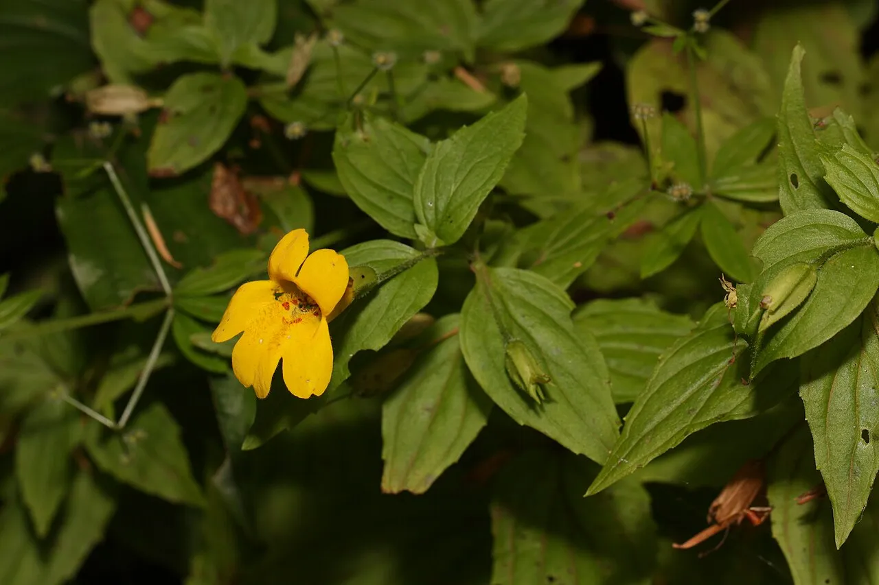 Coastal Monkeyflower — photo by Walter Siegmund (talk)